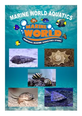 5 Turbo Snails, 5 Nassarius Snails, 5 Bumblebee Snails & More - Aquarium Clean Up Crew Kit